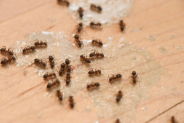 Best Ant Control Services  in Florence, TX