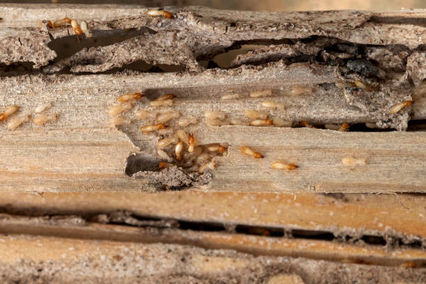 Professional Pest Control in Florence, TX